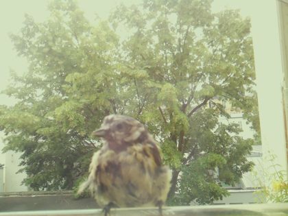 bird_20260606_111217_795_burst1_motion2066_conf1.00_bestbird_sppasser_domesticus_spconf0.26.jpg