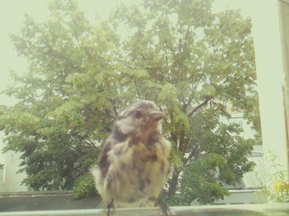 bird_20260606_111224_087_burst2_motion2066_conf0.99_bestbird_spturdus_philomelos_spconf0.17.jpg