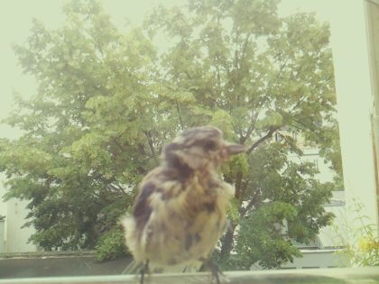 bird_20260606_111230_510_burst3_motion2066_conf1.00_bestdog_spgarrulus_glandarius_spconf0.19.jpg