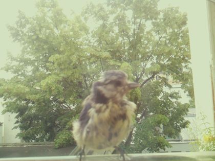 bird_20260606_111243_407_burst5_motion2066_conf0.92_bestbird_spgarrulus_glandarius_spconf0.17.jpg