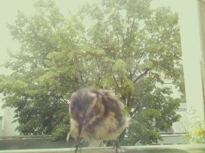 bird_20260606_111249_784_burst6_motion2066_conf0.56_bestdog_spparus_major_spconf1.00.jpg