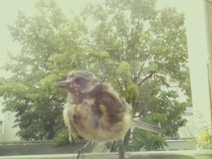 bird_20260606_111256_283_burst7_motion2066_conf0.99_bestbird_spmotacilla_alba_spconf0.21.jpg