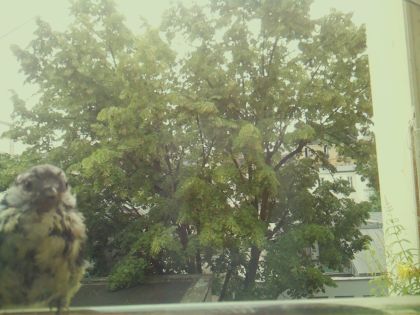 bird_20260606_111606_648_burst1_motion3625_conf0.58_bestdog_spparus_major_spconf1.00.jpg
