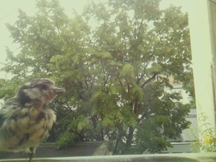 bird_20260606_111612_843_burst2_motion3625_conf0.99_bestdog_spparus_major_spconf1.00.jpg