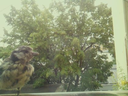 bird_20260606_111619_106_burst3_motion3625_conf0.87_bestdog_spparus_major_spconf1.00.jpg