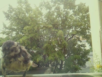 bird_20260606_111625_458_burst4_motion3625_conf0.97_bestdog_spparus_major_spconf1.00.jpg