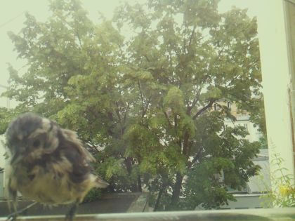 bird_20260606_111631_831_burst5_motion3625_conf0.97_bestdog_spparus_major_spconf1.00.jpg