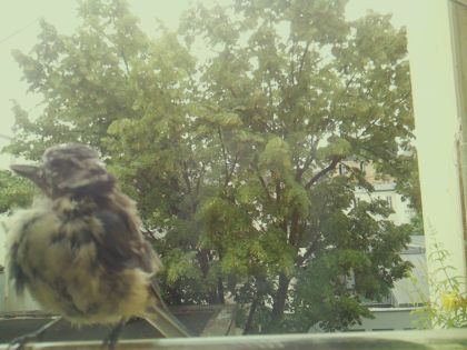 bird_20260606_111638_309_burst6_motion3625_conf0.99_bestbird_spcyanistes_caeruleus_spconf0.16.jpg