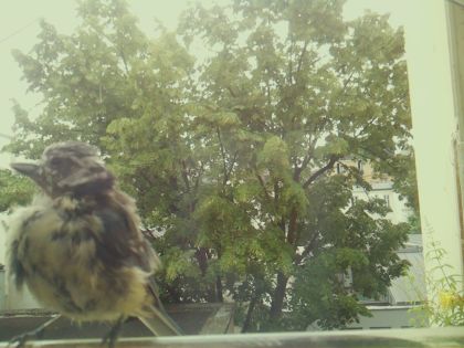 bird_20260606_111644_705_burst7_motion3625_conf1.00_bestbird_spcyanistes_caeruleus_spconf0.14.jpg