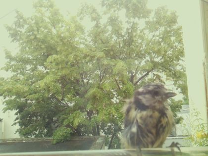bird_20260606_142245_287_burst2_motion1480_conf0.77_bestdog_spspinus_spinus_spconf0.41.jpg