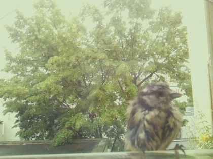 bird_20260606_142251_536_burst3_motion1480_conf0.99_bestdog_spturdus_merula_spconf0.20.jpg