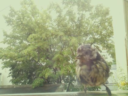 bird_20260606_142257_825_burst4_motion1480_conf0.98_bestbird_spspinus_spinus_spconf0.53.jpg