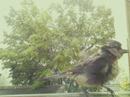 bird_20260606_142310_606_burst6_motion1480_conf0.89_bestdog_spgarrulus_glandarius_spconf0.28.jpg