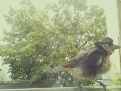 bird_20260606_142317_048_burst7_motion1480_conf0.83_bestdog_spgarrulus_glandarius_spconf0.25.jpg
