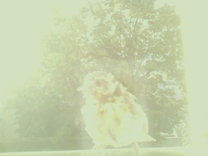 bird_20260607_075112_310_burst4_motion3952_conf0.00_bestnone_sppasser_montanus_spconf0.25.jpg