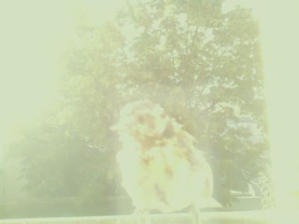 bird_20260607_075118_576_burst5_motion3952_conf0.00_bestnone_sppasser_montanus_spconf0.19.jpg