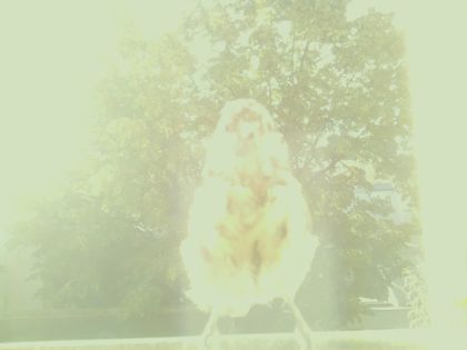 bird_20260607_075125_152_burst6_motion3952_conf0.40_bestbird_spcerthia_brachydactyla_spconf0.46.jpg