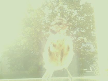 bird_20260607_075131_555_burst7_motion3952_conf0.00_bestnone_spturdus_philomelos_spconf0.41.jpg
