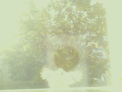 bird_20260607_075321_771_burst0_motion7480_conf0.00_bestnone_spregulus_regulus_spconf0.53.jpg