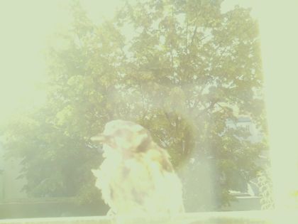 bird_20260607_075327_529_burst1_motion7480_conf0.00_bestnone_sppasser_montanus_spconf0.28.jpg