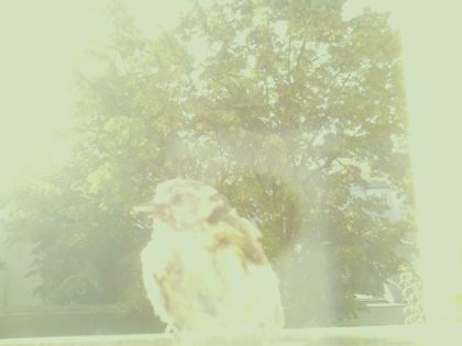 bird_20260607_075333_825_burst2_motion7480_conf0.00_bestnone_spturdus_philomelos_spconf0.21.jpg
