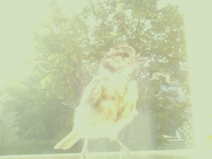 bird_20260607_075352_958_burst5_motion7480_conf0.00_bestnone_spturdus_philomelos_spconf0.70.jpg