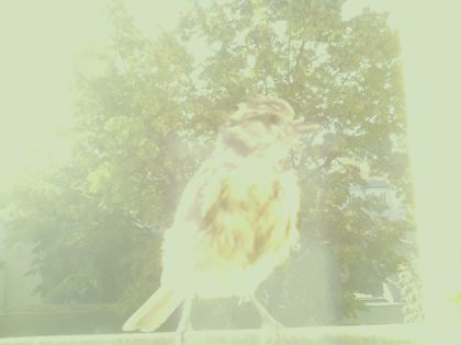 bird_20260607_075359_587_burst6_motion7480_conf0.00_bestnone_spturdus_philomelos_spconf0.68.jpg