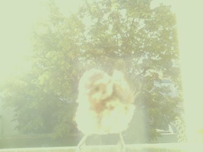 bird_20260607_075406_091_burst7_motion7480_conf0.00_bestnone_sppasser_montanus_spconf0.21.jpg