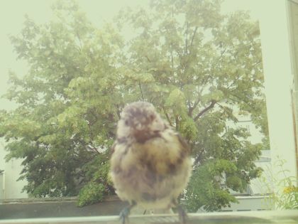 bird_20260609_141627_888_burst1_motion3551_conf0.99_bestbird_spcerthia_brachydactyla_spconf0.16.jpg