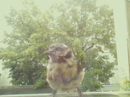 bird_20260609_141644_431_burst3_motion3551_conf1.00_bestbird_spgarrulus_glandarius_spconf0.25.jpg
