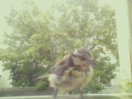 bird_20260609_141652_758_burst4_motion3551_conf1.00_bestbird_sppasser_domesticus_spconf0.29.jpg