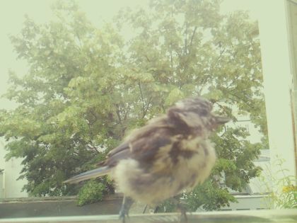 bird_20260609_141701_317_burst5_motion3551_conf0.99_bestbird_spturdus_philomelos_spconf0.27.jpg
