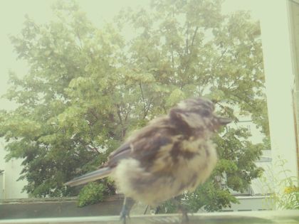bird_20260609_141709_787_burst6_motion3551_conf1.00_bestbird_spgarrulus_glandarius_spconf0.21.jpg