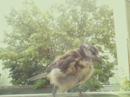 bird_20260609_141718_184_burst7_motion3551_conf1.00_bestbird_spturdus_philomelos_spconf0.17.jpg