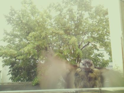 bird_20260609_141932_122_burst1_motion2388_conf0.00_bestnone_spgarrulus_glandarius_spconf0.21.jpg