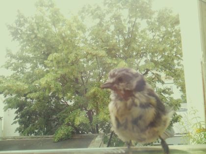bird_20260609_141944_532_burst3_motion2388_conf1.00_bestbird_sppasser_domesticus_spconf0.13.jpg