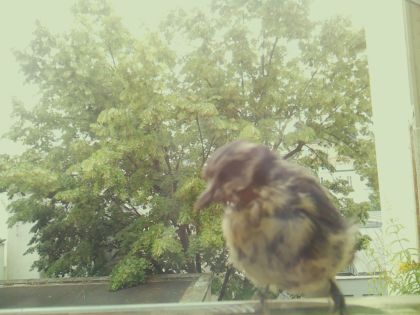 bird_20260609_142001_244_burst5_motion2388_conf0.93_bestbird_sppasser_domesticus_spconf0.29.jpg