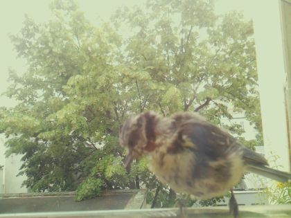 bird_20260609_142009_644_burst6_motion2388_conf1.00_bestdog_spspinus_spinus_spconf0.15.jpg