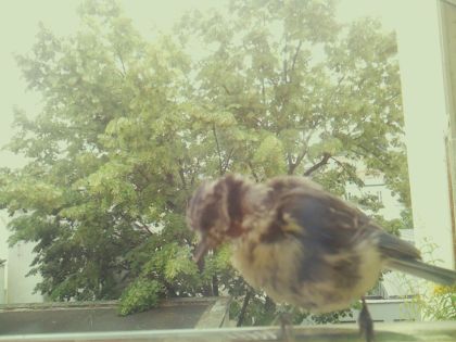 bird_20260609_142016_023_burst7_motion2388_conf0.84_bestdog_spparus_major_spconf1.00.jpg