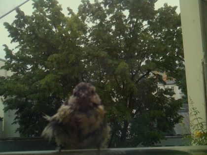 bird_20260610_075959_108_burst1_motion3028_conf0.84_bestcat_sppasser_domesticus_spconf0.24.jpg