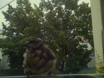 bird_20260610_080007_094_burst2_motion3028_conf0.86_bestbird_sppasser_domesticus_spconf0.13.jpg