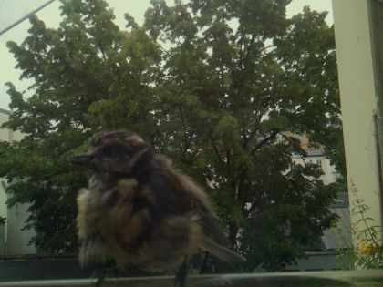 bird_20260610_080015_128_burst3_motion3028_conf0.88_bestbird_spcorvus_corone_spconf0.15.jpg