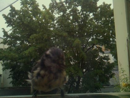 bird_20260610_080023_319_burst4_motion3028_conf0.75_bestbird_sperithacus_rubecula_spconf0.24.jpg