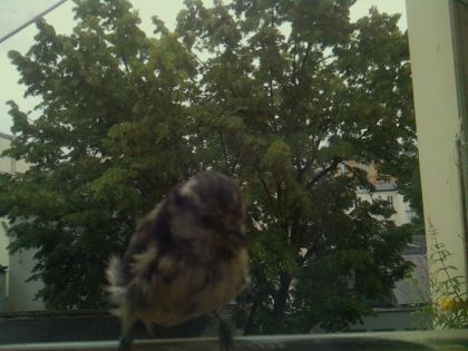 bird_20260610_080031_607_burst5_motion3028_conf0.92_bestbird_sperithacus_rubecula_spconf0.32.jpg