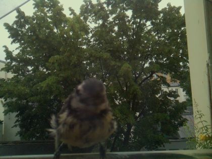 bird_20260610_080039_855_burst6_motion3028_conf0.91_bestbird_spaegithalos_caudatus_spconf0.11.jpg