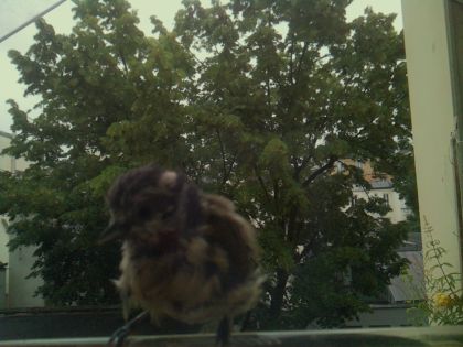 bird_20260610_080048_112_burst7_motion3028_conf0.89_bestbird_sperithacus_rubecula_spconf0.23.jpg