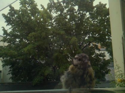 bird_20260610_080112_679_burst1_motion1836_conf0.65_bestbird_sppasser_domesticus_spconf0.28.jpg