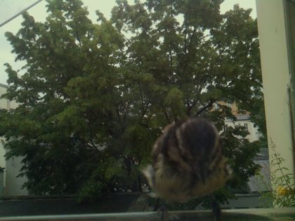 bird_20260610_080146_676_burst5_motion1836_conf0.37_bestbird_spcyanistes_caeruleus_spconf1.00.jpg
