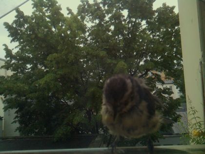bird_20260610_080201_379_burst7_motion1836_conf0.68_bestbird_spparus_major_spconf1.00.jpg
