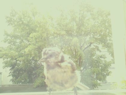 bird_20260610_120128_105_burst2_motion2266_conf0.00_bestnone_sppasser_domesticus_spconf0.64.jpg